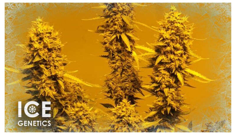 Dos-Vi-Dos, Фасовка: 10